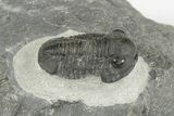 Two D Gerastos Trilobites - Mrakib, Morocco #204431-1